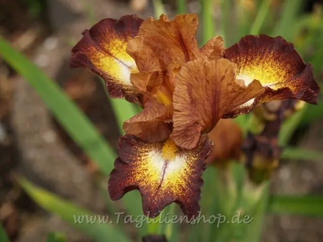 Schwertlilie / Iris " Hot Spice "