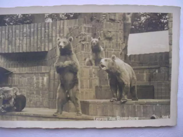 12125 Ak Leipzig Zoo Oursons Château-fort 1934 PC Ours En Leipzig Animal Park