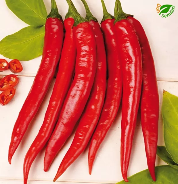 Pimiento Picante Cayenna ( 100 semillas ) seeds - cayenne cayena guindilla