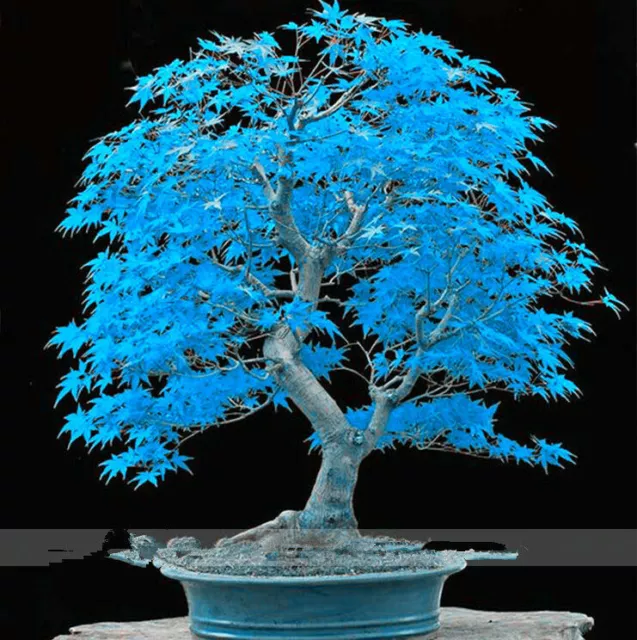 20 Seeds Japanese Maple Tree sky blue bonsai rare plant for home Garden