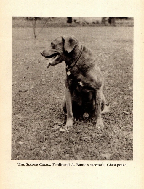1945 Antique CHESAPEAKE BAY RETRIEVER Print The Second Cocoa 4360a