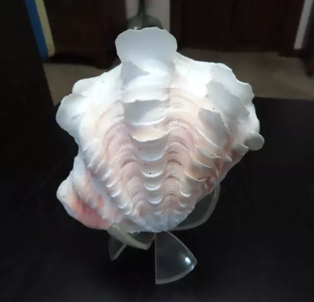 Vintage Estate Seashell 5.5” Ruffled Clam Shell Tridacna Gigas Sea Shell Set