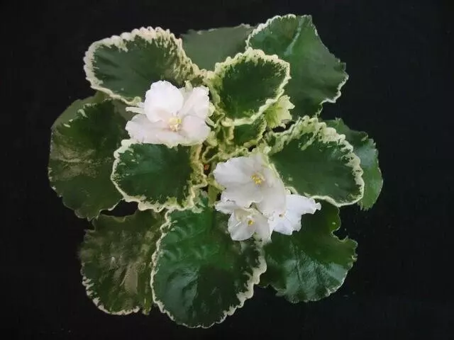 African Violet Plant "Cajun's Almost Heaven"