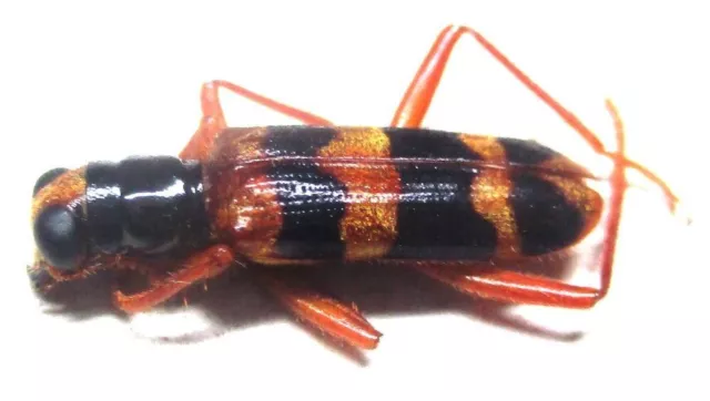 K005 MI : Cleridae: Callimerus latifrons 16mm************************