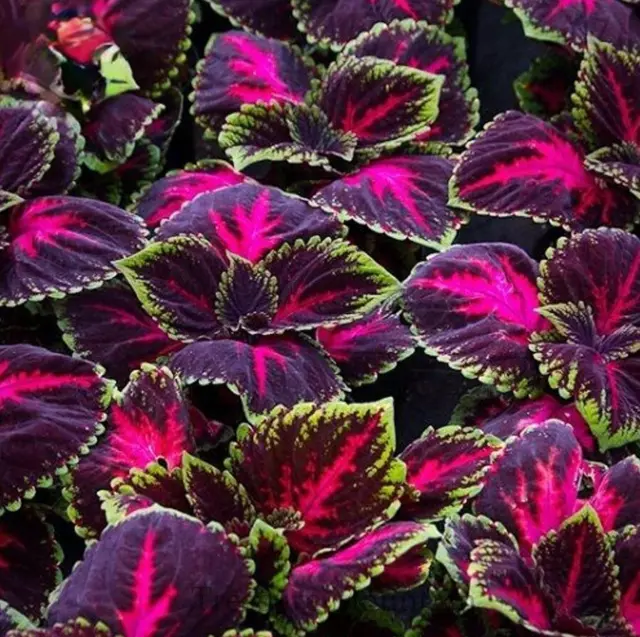 100 semillas de cóleo gigante rojo Kong flor de jardín Coleus Blumei