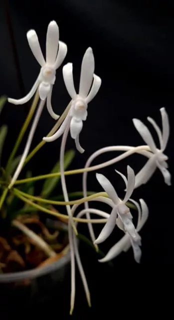 Vanda falcata (typo white variety) Blooming Size Mini Vanda Species Fragrant
