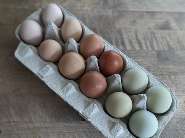12 - Fresh and Fertilized Barnyard Mix Rainbow Assortment Chicken Hatching Eggs!