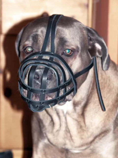 Light Leather dog muzzle Pit Bull and Other similar snouts