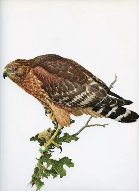 J F Lansdowne RED SHOULDERED HAWK wild bird illustration 1968 vintage bird print