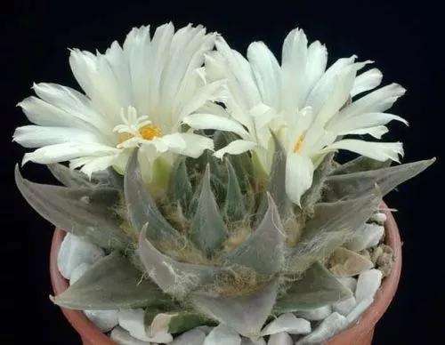 LIVING ROCK CACTUS (Ariocarpus trigonus) 10 seeds