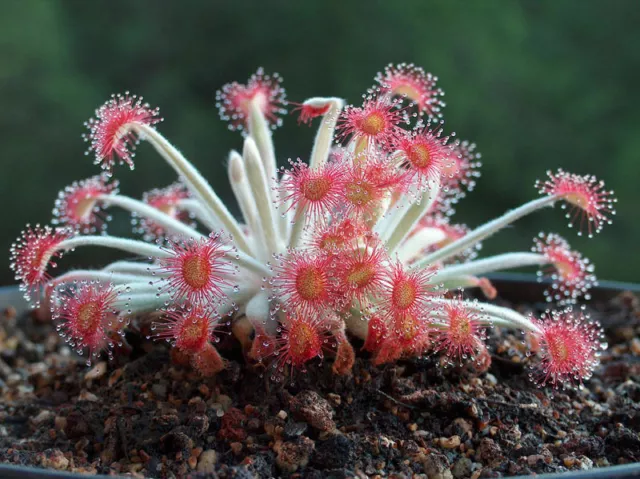 DROSERA ORDENSIS - 10 semi di PIANTA CARNIVORA