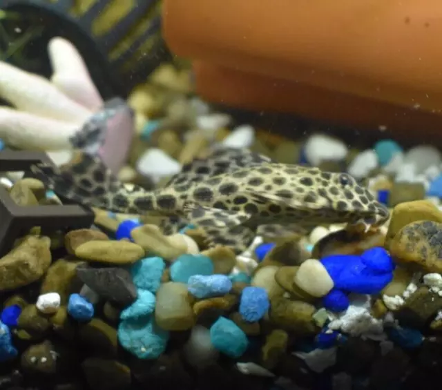 PLECO LEOPARD SAILFIN (One) 4.5"- 5" Live Fish Freshwater Bottom Feeder