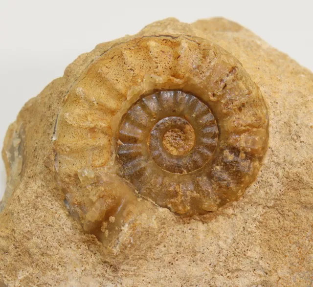 Ammonite, Acanthopleuroceras maugenesti, Jura, Pliensbach, Fresney, FRA -i16