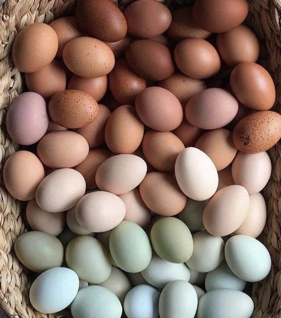 12 FRESH & Fertile Chicken Hatching Eggs Assorted Barnyard mix *RARE
