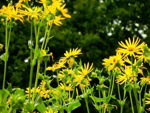 SILPHIUM PERFOLIATUM -10 Seeds /HP