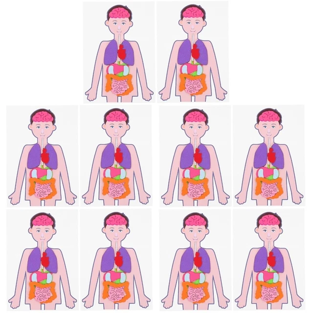 Modello Anatomico Corpo Umano Con Torso, Scheletro E Cuore | Kit Smontabile In PVC 45 Cm - 2