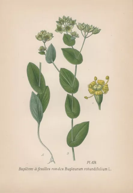 Rundblättrige Hasenohr (Bupleurum rotundifolium) Chromo-Lithographie von 1891