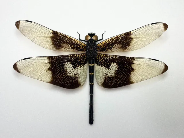 Dragonfly Odonata   Chlorogomphus papilio (female) From CHINA