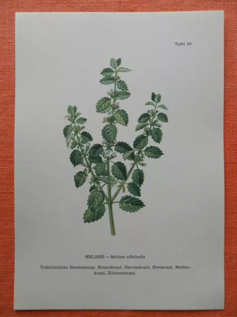 Melisse Melissa officinalis Heilpflanze Farbdruck 1956