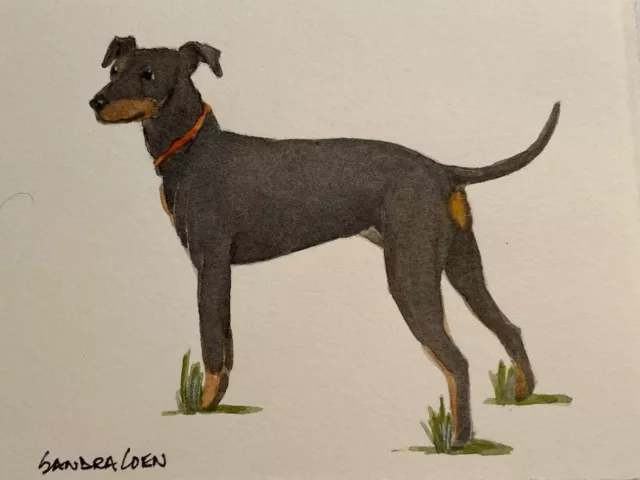 Manchester Terrier Study Original Watercolor Painting By Sandra Coen
