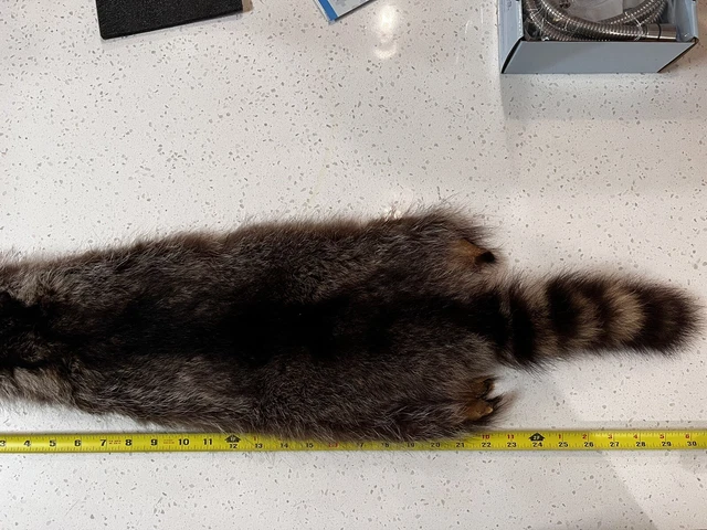 Raccoon Hide Fur Pelt Skin Tanned Animal Taxidermy Decor Cabin Hunting Soft Raccoon Hide Fur Pelt Skin Tanned Animal Taxidermy Decor Cabin Hunting Soft