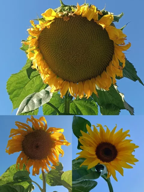 Riesen-Sonnenblumensamen 3 Sorten Russische-, Mongolische-, Amerikanische Riesen