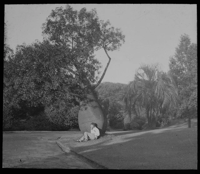 Magic Lantern Slide BOTTLE TREE SYDNEY BOTANICAL GARDENS C1949 PHOTO AUSTRALIA