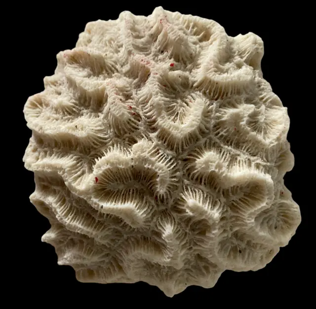 Natural Brain Coral White Real Sea Specimen Aquarium Decor 8 oz. 5 inch