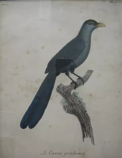 Altkolorierter Kupferstich um 1800 Coucou gris-bronzé Kuckkuck cuckoo Vogel bird