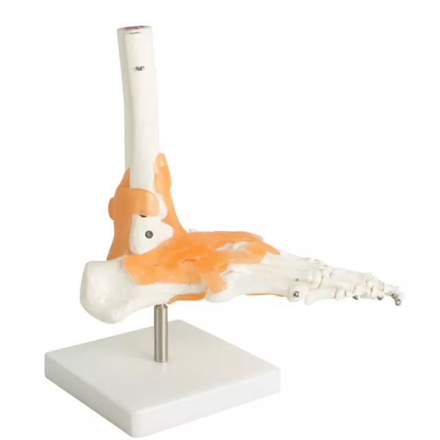 Human Foot Ankle Joint Skeleton Model Ligament Anatomical Teaching Studying