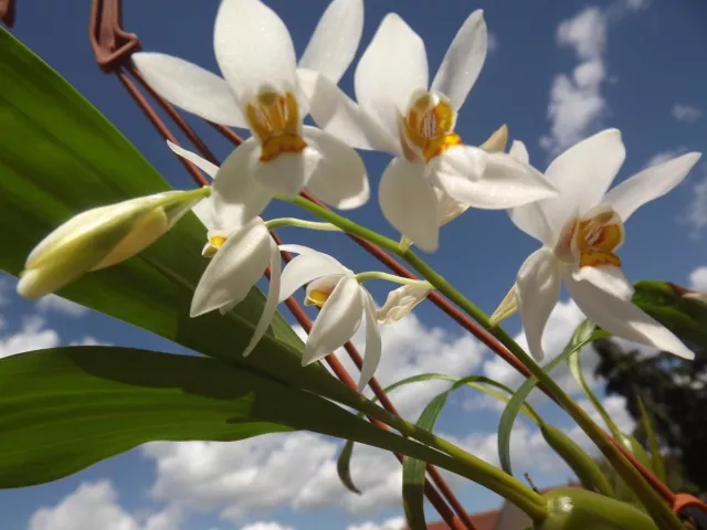 Coelogyne nitida Species Orchid plant FS not in bloom #2
