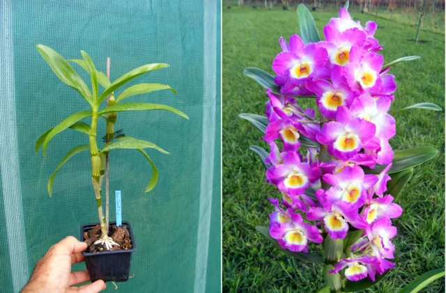 Dendrobium Comet King, orchidée, Orchid