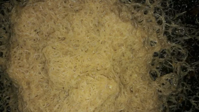White worm FEEDER culture Organic fish/frog/newt food