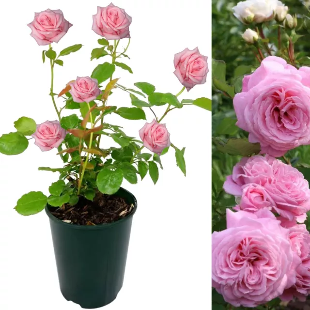 Rose Bush Countess Marie Henriette - Floribunda Pink Hybrid Tea Rose in a 3L Pot