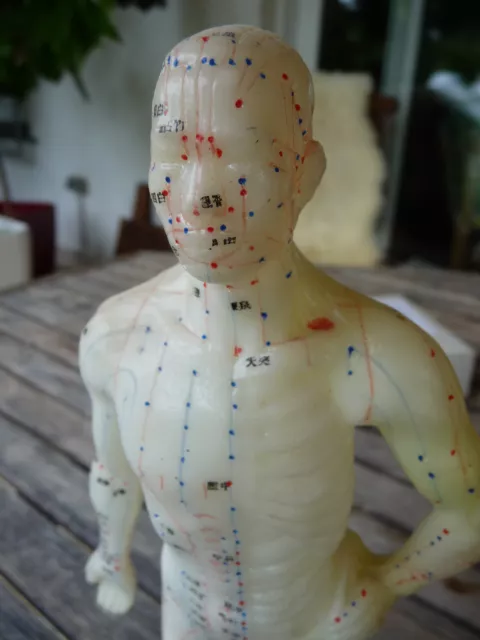 China Akupunktur Modell Akupunkturfigur Akupunkturmodell Gummi
