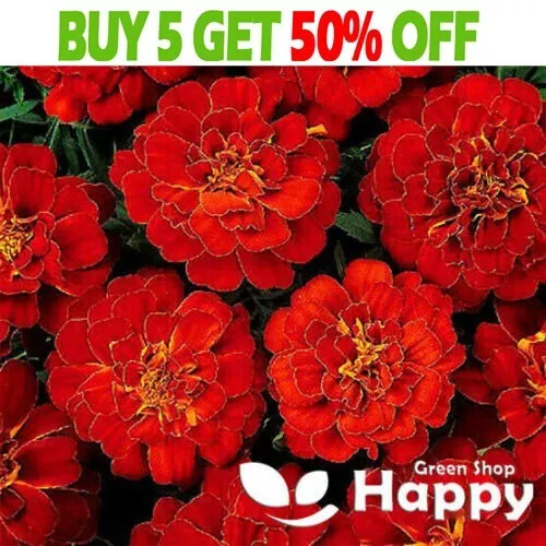 FRENCH MARIGOLD - Double Brocade Red - 350 SEEDS - Tagetes patula nana - FLOWER