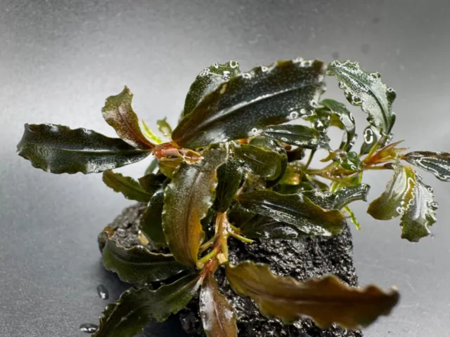 Bucephalandra sp Kedagang Aquariumpflanze Aufsitzerpflanze