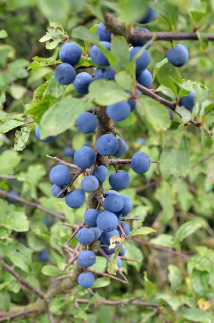 Schlehe Futterpflanze für Segelfalter Prunus spinosa 60 - 100 cm im Container