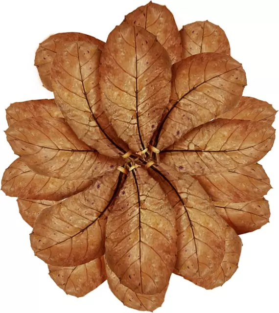 Sungrow 50 Pcs Large Catappa Indian Almond Leaves for Fish Aquarium Tank, 8-Inch