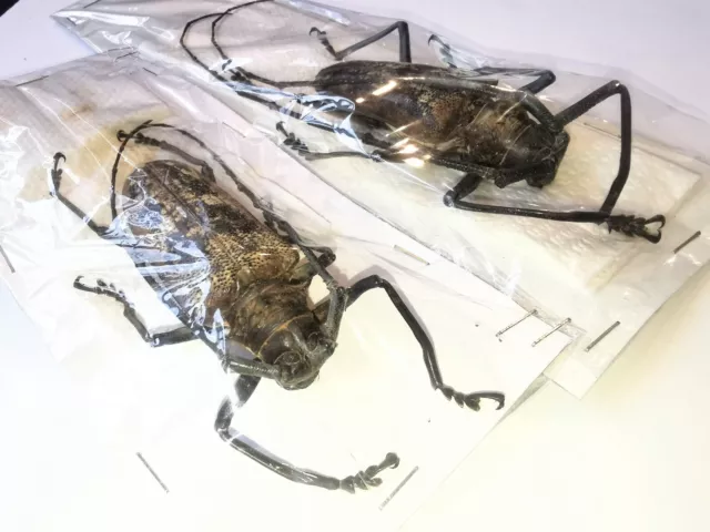Cerambycidae Batocera gerstaeckeri A1 PAIR 72mm+ from PELENG - #0369L 3