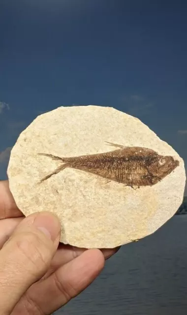 Fossile Fische Diplomystus: Grüner Fluss Wyoming. 95 x 72 mm. Mit Displayständer