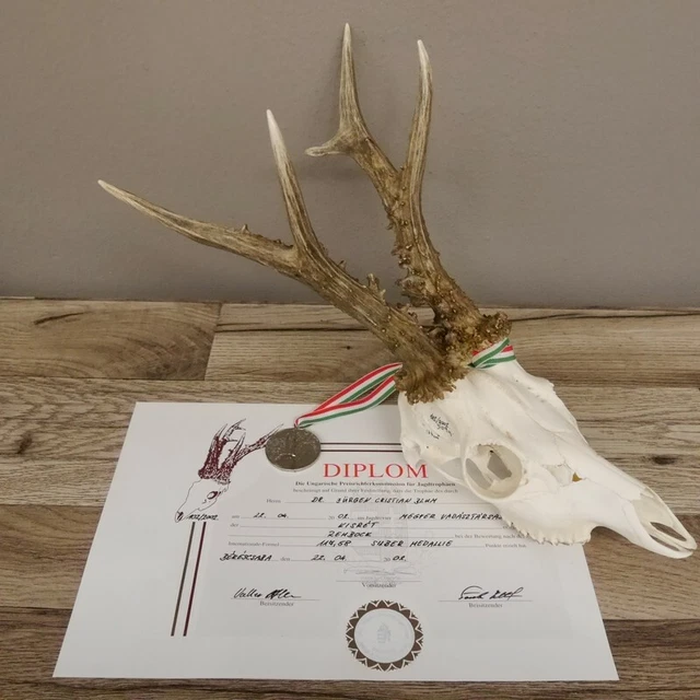6 Ender Silbermedaillenbock 6er Cornamenta Ciervo Bock Con Certificado 509