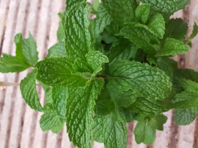 MENTA - Aromática - Mentha piperita 300 Semillas - seeds  frescas