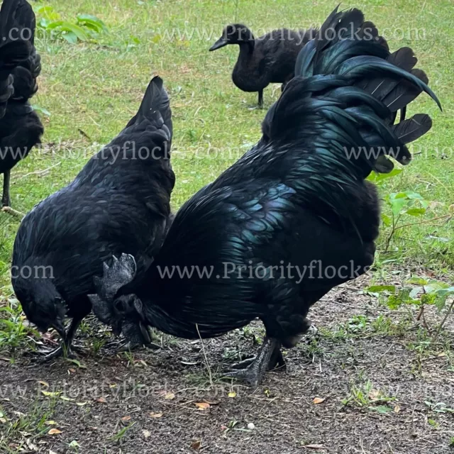 6+ Purebred Ayam Cemani Hatching Eggs NPIP