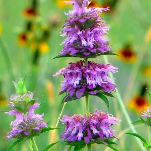 Lemon Mint Seeds, Bee Balm Seeds, Heirloom Herb Seeds, Bulk Seeds, Non-Gmo 500ct