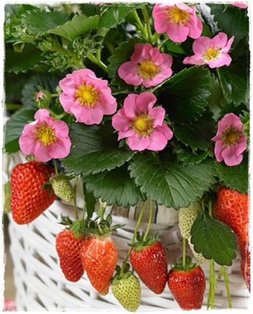 Fragola Rifiorente Vaschetta 4 Pz Acquista Da OBI - Foto 4