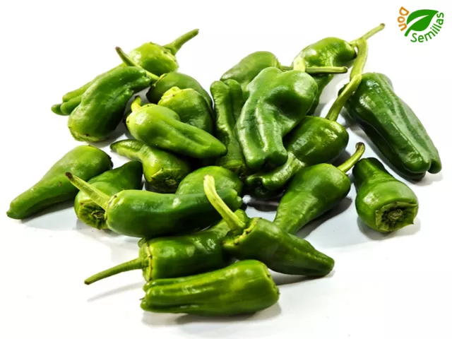 Pimiento Padrón Picante ( 100 semillas ) seeds ** Padron ** Capsicum annuum