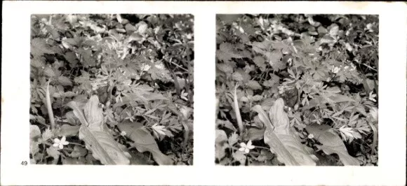 Stereo Foto Aus der Lebensgemeinschaft des Waldes,... - 10889221