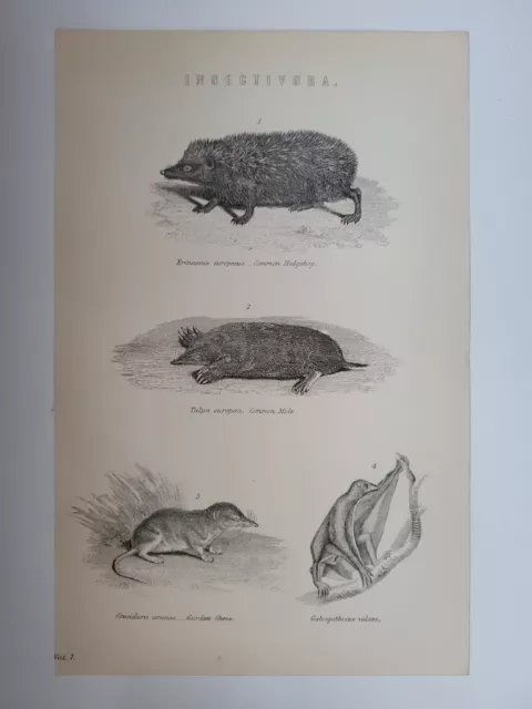 Antique Print 1870 Insectivora Engraving Hedgehog Mole Shrew