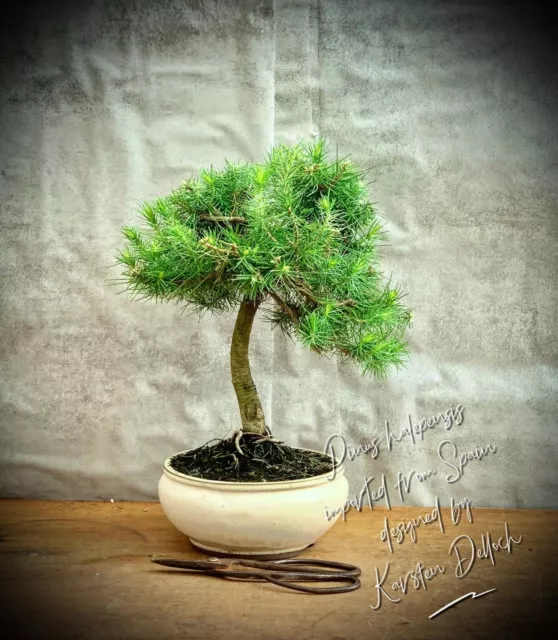 Pinus halepensis  - Aleppo-Kiefer BONSAI / 10Years Old